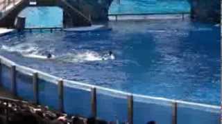 Killer whale kills trainer at Orlandos Sea World Dawn Brancheau Rip [upl. by Oby427]