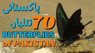 Butterflies of Pakistan  پاکستان کی تتلیاں  इंडोपाक की तितलियाँ  A SLWD amp PBS Documentry [upl. by Isac805]