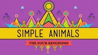 Simple Animals Sponges Jellies amp Octopuses  Crash Course Biology 22 [upl. by Yablon605]