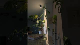 I finally gave my monstera a plant light after 5 years monstera plantlight hangingplantlight [upl. by Faludi]