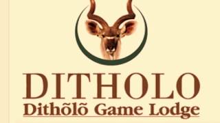 Ditholo Game Lodge South African Bush [upl. by Orv]