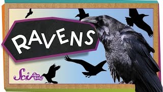 Ravens Are Super Smart  Animal Science for Kids [upl. by Jeb669]