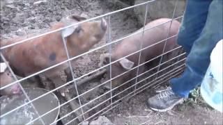 The Best Feed For Pigs Being Raised For Butcher Fast weight gain Happy Pigs [upl. by Waine953]