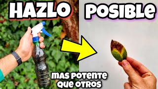 🍄 Todo HONGO desaparece de tus PLANTAS con este FUNGICIDA casero orgánico  Huerto urbano y hogar [upl. by Ilyse]