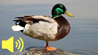 What does a Duck sound like Duck Quacking Sound  Animal Sounds [upl. by Darrow777]