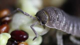 Isopods Eat Quinoa [upl. by Yenffad]