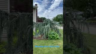 Weeping Blue Atlas Cedar shorts [upl. by Bryna]