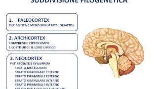 16 La corteccia cerebrale [upl. by Ahsaetal]