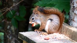 Red Squirrel And a Brazil Nut [upl. by Robyn]