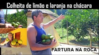 Colheita de limão e laranja no pomar  Dicas de chácara e pomar sítio morarnaroça pomarorganico [upl. by Bixler173]