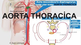 En Özet Aorta Thoracica sessiz [upl. by Eiramana]