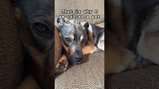 I love pettings dog puppy cute funny pet funnyanimal boop funnydog boopthefloof [upl. by Addi]