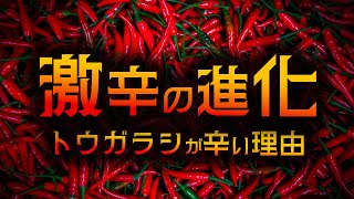 【ゆっくり解説】激辛｜なぜ鳥にトウガラシが効かないのか【 進化論  科学 】 [upl. by Wehtam]