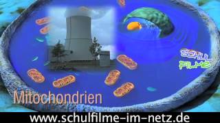 Die Zelle  Schulfilm Biologie [upl. by Hartmann]