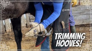 Trimming Horse Feet w Hudsonsfarrierservice [upl. by Enelyahs]