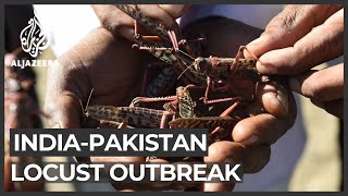 India and Pakistan face the worst locust attack in decades [upl. by Nyloj]