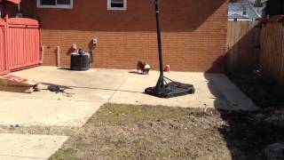 Sheltie Herding Soccer Ball [upl. by Powers]