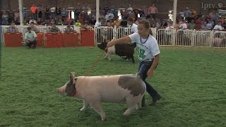 4H Swine  Iowa State Fair 2014 [upl. by Iak]