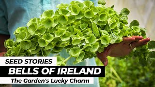 SEED STORIES  Bells of Ireland The Gardens Lucky Charm [upl. by Colene]