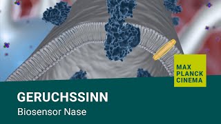 Geruchssinn  Biosensor Nase [upl. by Norval]