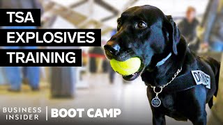 What TSA Airport Dogs Go Through In Explosives Training  Boot Camp [upl. by Ziana]