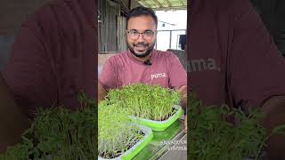 Hydroponic Microgreens 🌱 waterandplant microgreens vegetables superfood agriculture [upl. by Legnaros688]