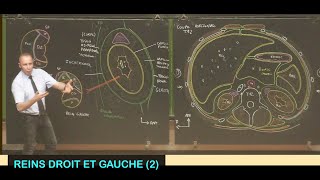 Anatomie des reins droit et gauche 2 Abdomen 10 [upl. by Nnairek]