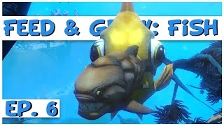 Feed and Grow Fish  Ep 6  Gigantic Goldfish  Feed and Grow Fish Gameplay [upl. by Aihsyak]