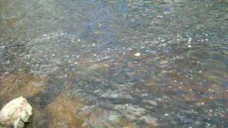 Herring in town brook plymouth Ma [upl. by Ahso]