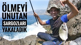 quotSargoz avı Antalya  Dipladus sargus [upl. by Dnamron311]