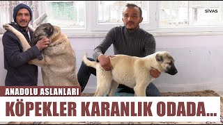 Barış Çiçek Orijinal Kangalda Son Noktayı Koydu quotYavru Kangallarda Dikkat Edinquot l Anadolu Aslanları [upl. by Ainirtak744]