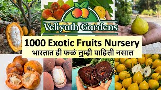 1000 Exotic Fruits Nursery भारतात ही फळं तुम्ही पाहिली नसाल Veliyath Nursery [upl. by Kcirddet910]