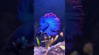 Betta fish flaring bettafish aquarium relaxing plantedaquarium [upl. by Claudian]