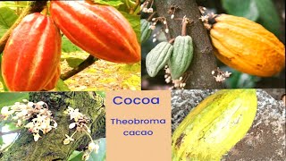 Cocoa Tree Theobroma Cacao  cocoa fruit [upl. by Reichert]