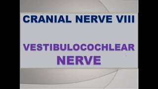 Vestibulocochlear Nerve  neuroanatomy  CN VIII lectures on cranial nerve [upl. by Kari606]