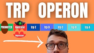 TRP OPERON EXPLAINED [upl. by Pimbley]