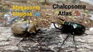 Rhinoceros beetle battle  Megasoma Elephas 88mm Vs Chalcosoma Atlas 88 mm クワガタ虫 insect fighting [upl. by Owain]