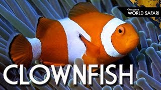 How Clownfish Choose Their Gender [upl. by Bensen]