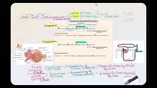 Lecture Video 3 Physiology of the Urinary System Part 2 [upl. by Calandria]