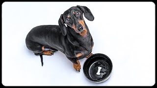 Dont trust cute dachshund eyes Cute amp funny dachshund dog video [upl. by Grant]