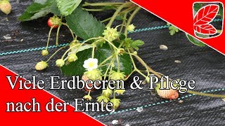 Viel Erdbeeren amp Pflege nach Ernte [upl. by Nomra329]