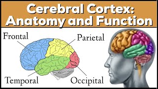 Lobes of the Brain Cerebrum Anatomy and Function Cerebral Cortex [upl. by Edroi383]