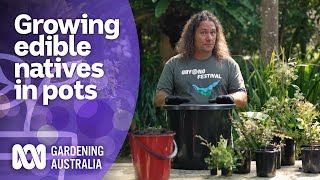 How to grow bush foods in containers  Australian native plants  Gardening Australia [upl. by Mcferren104]