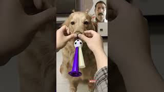 Cute Dog Reaction 🐕🐶😂ll Dog Lovers llDog Try whistling llfunny shorts viralshort meme [upl. by Seda257]