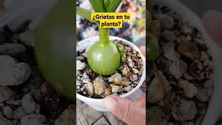 ¿Grietas en tu Albuca bracteata o cebollita embarazada [upl. by Ermina]