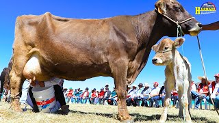 ORDEÑO quotI EXPO SUR GANADERA PARINACOCHAS  TARCO 2023quot GANADO BRONN SWISS FLECKVIEH Y SHORTHORN [upl. by Granlund]