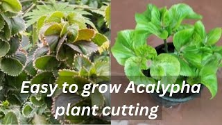 Easy to grow Acalypha plant cutting [upl. by Taveda]