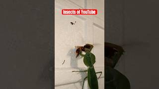 No Competing Giant Asian mantis Vs Wasp Crazy fight prayingmantis bug bugs insect insects [upl. by Nivaj570]