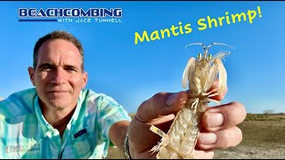 Beachcombing  Mantis Shrimp [upl. by Schroeder]