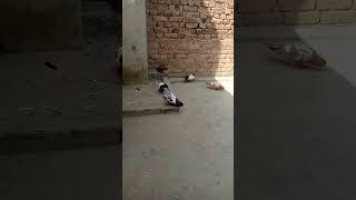 Peshori Pigeon Status trending kabootar pigeon viralvideo [upl. by Assiran]